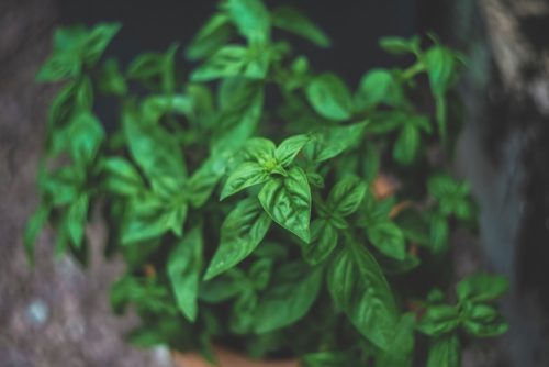 Herbs + Plants